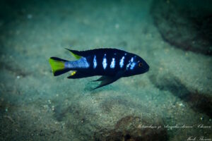 Metriaclima melissa 'Chewere' Galerie Metriaclima melissa